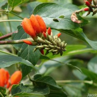 Erythrina subumbrans (Hassk.) Merr.